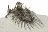 Spiny Comura Trilobite - Ofaten, Morocco #245915-3